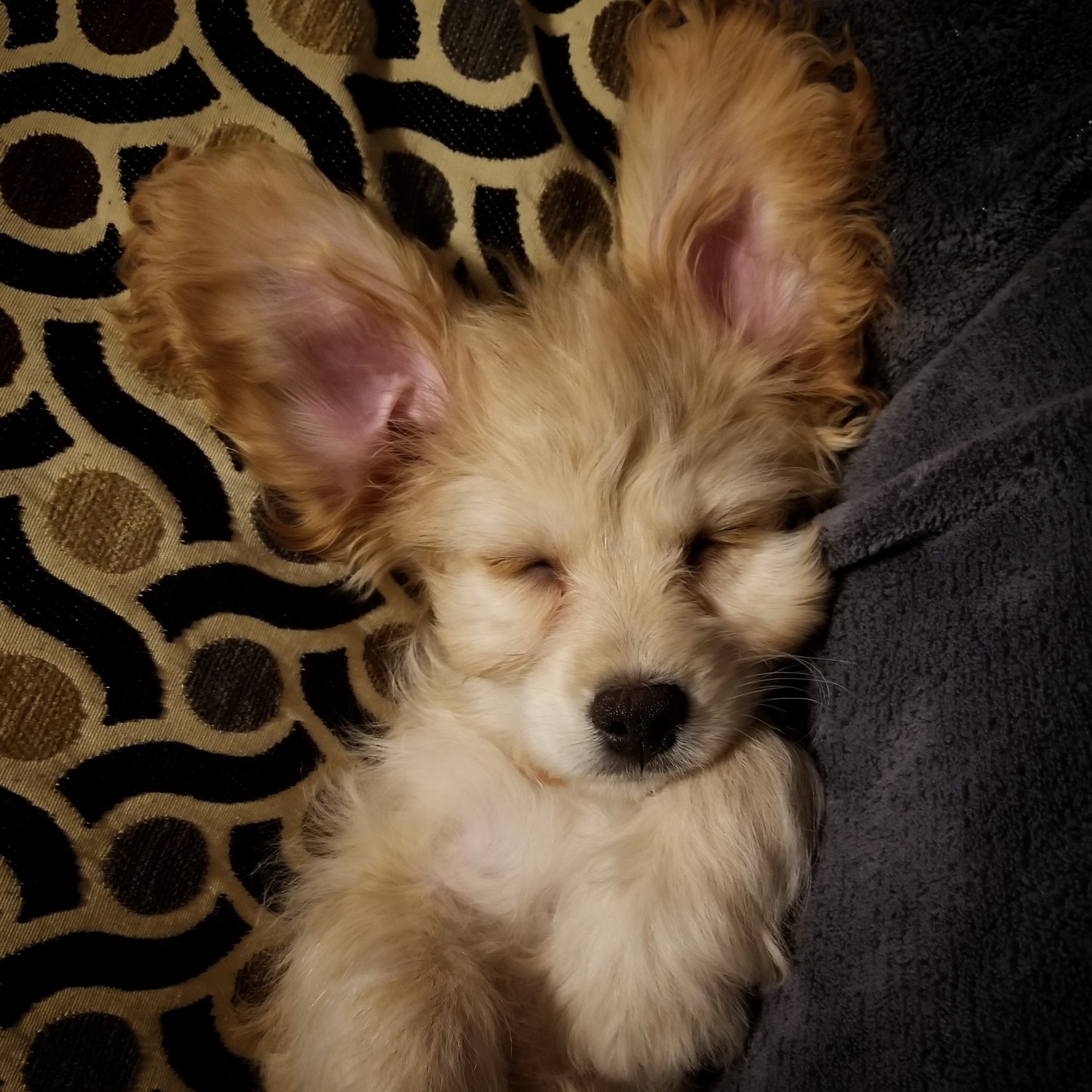 big ear puppy